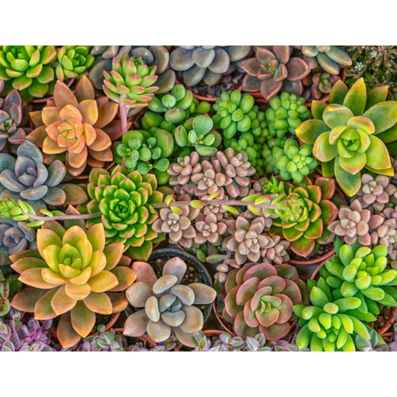 Assorted Live Succulent Mix Cuttings in 2 Inch Pot, Great for Terrariums, Mini Gardens, and as Starter Plants
