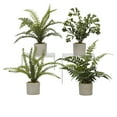 thumbnail image 1 of Assorted Mini Ferns in Mini Cement Cylinder - Set of 4, 1 of 2