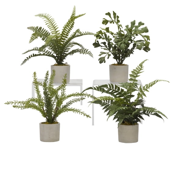 Assorted Mini Ferns in Mini Cement Cylinder - Set of 4