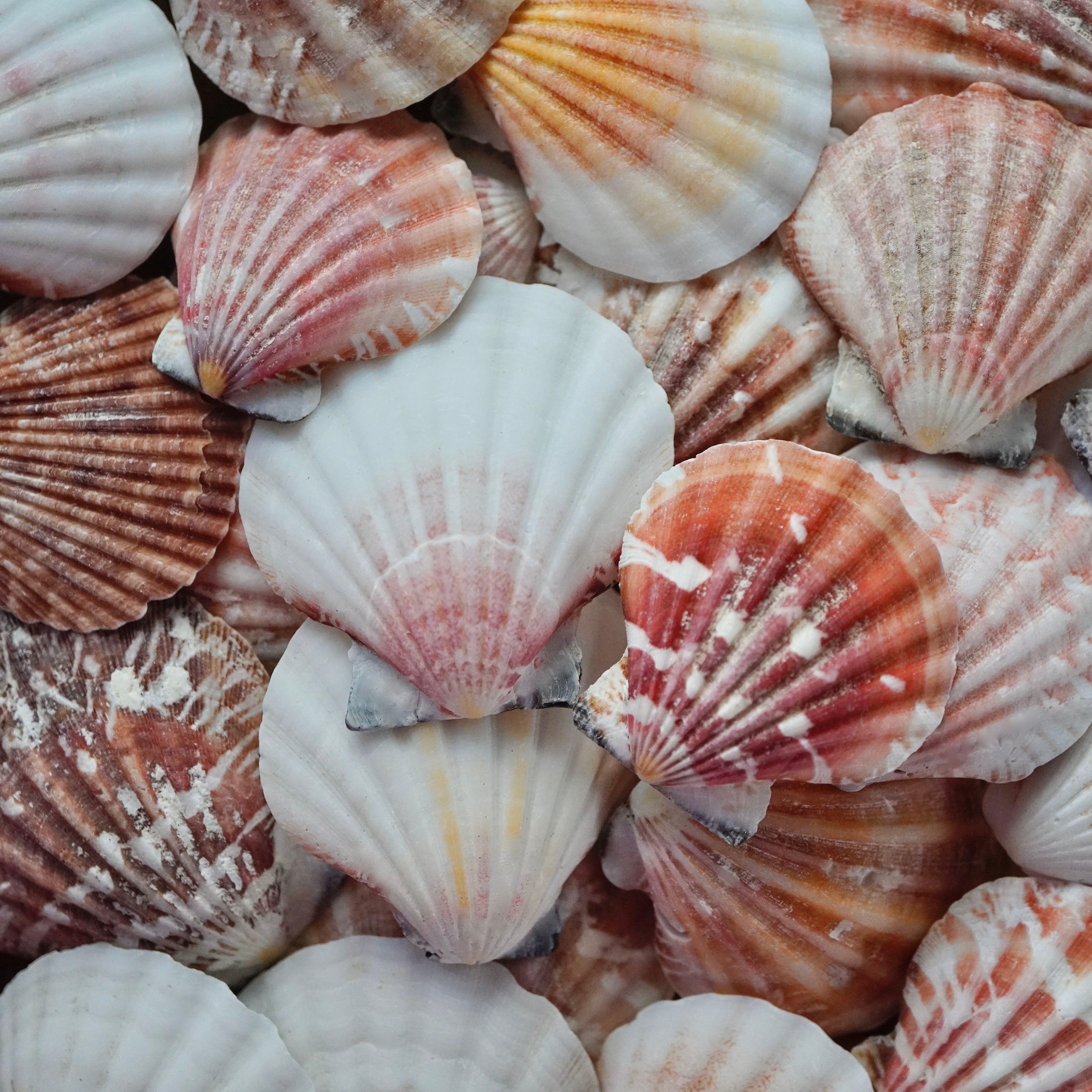 Assorted Mixed Scallop Seashells Rare Colorful Nautical Home Decor