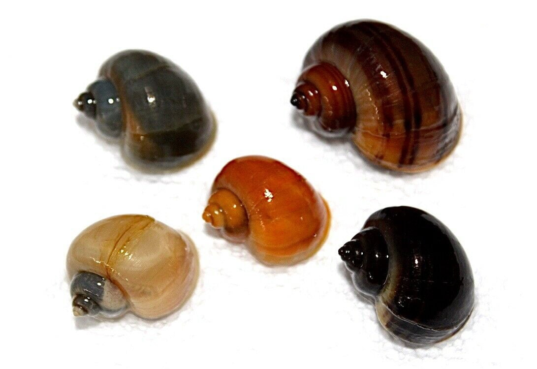 Assorted Mystery Snails 5 Pack - Walmart.com