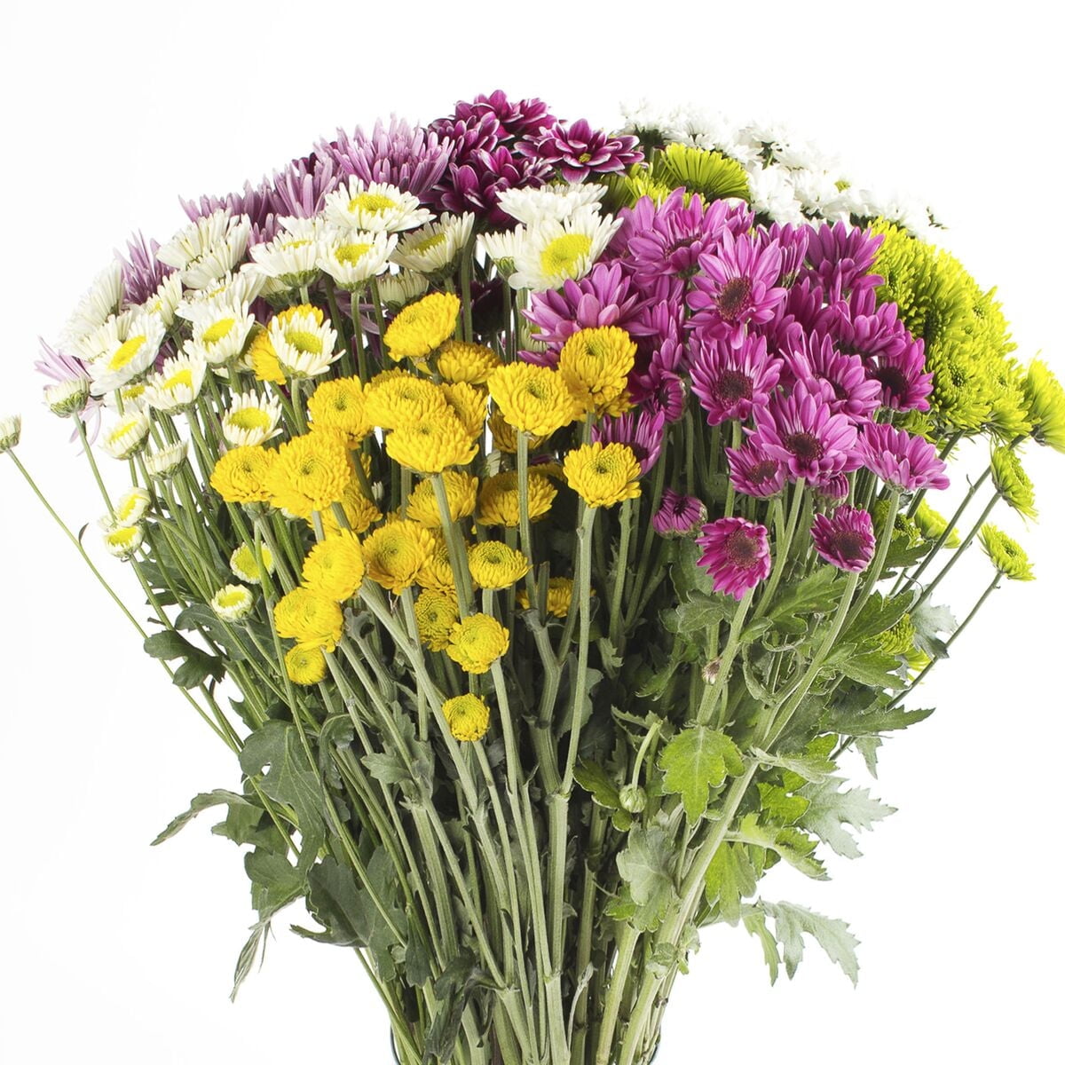 BLOOMINGMORE Assorted Novelty Poms - Farm Direct Fresh Cut Flowers - 60 Stems