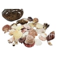 thumbnail image 1 of Assorted Ocean Shells in a Display Basket, 1 of 1