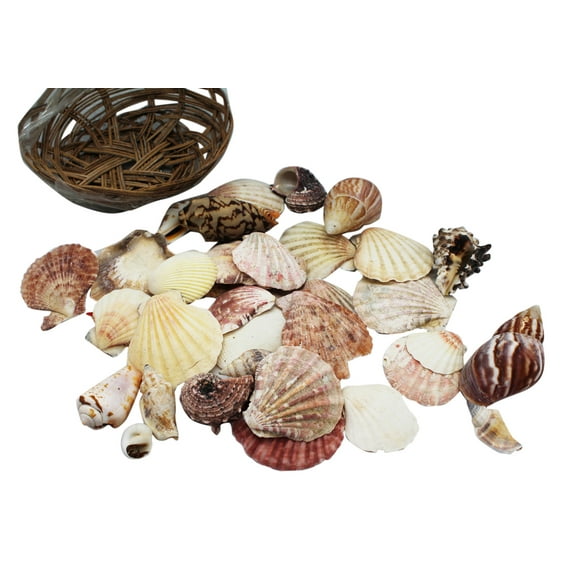 Assorted Ocean Shells in a Display Basket
