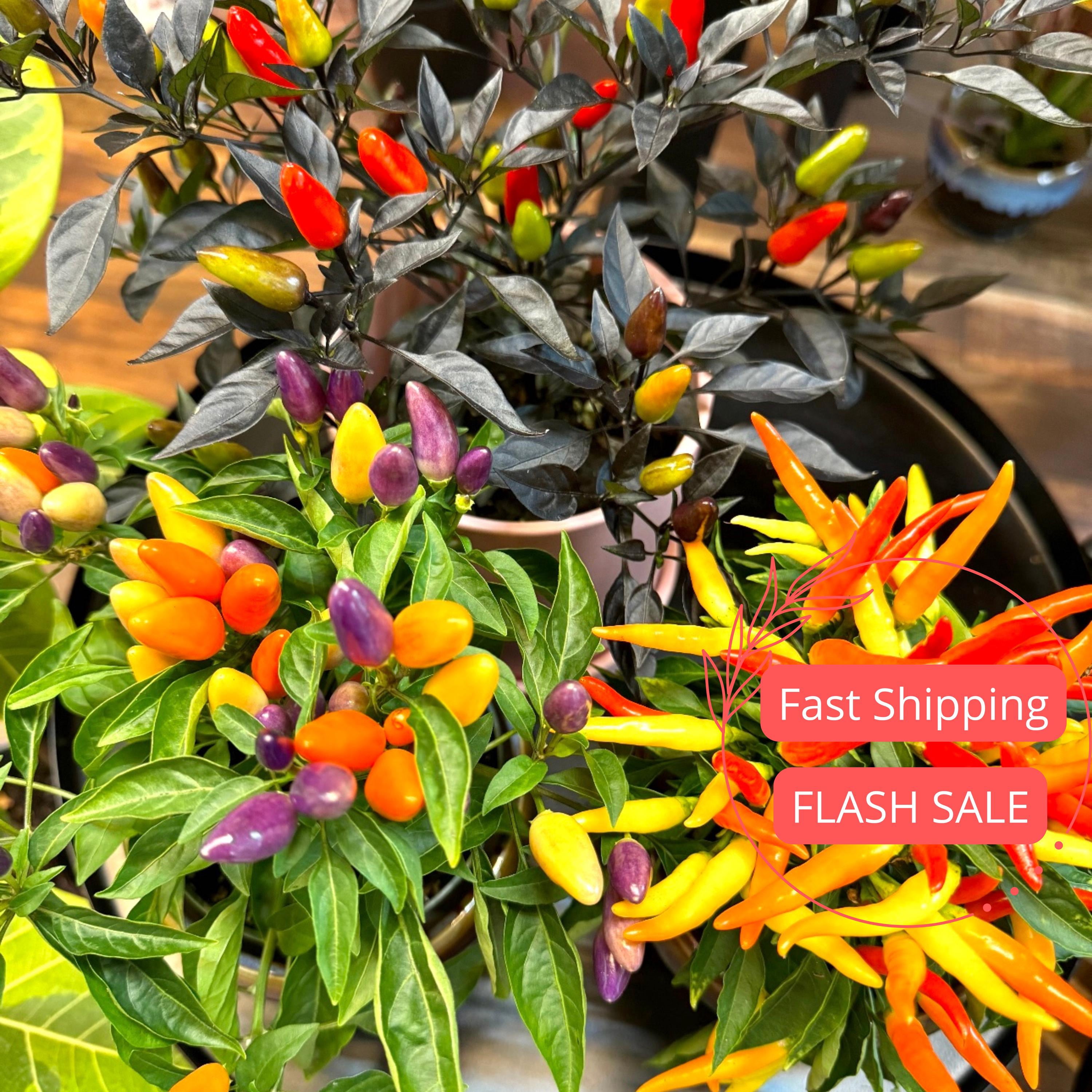 Great Description About Ornamental Pepper Plants For Sale