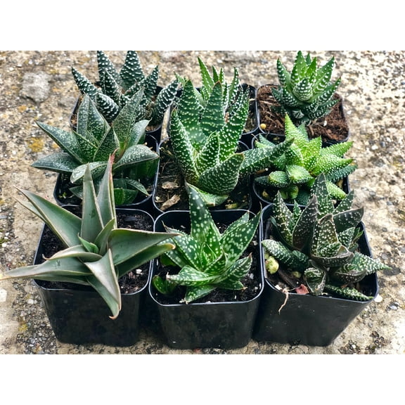 Ocean Nursery Assorted 2" Green Aloe and Haworthia Live Plants in 2" Planter Pots (9 Count)