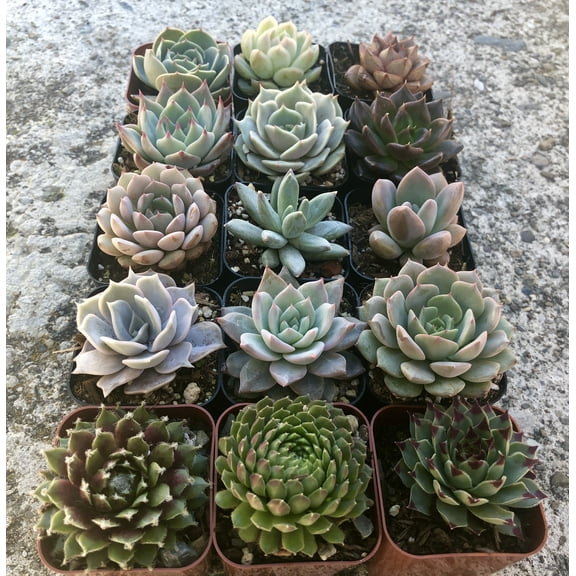 Assorted Rooted Premium Rosette Succulents in 2" Planter Pots with Soil (Pack of 12)