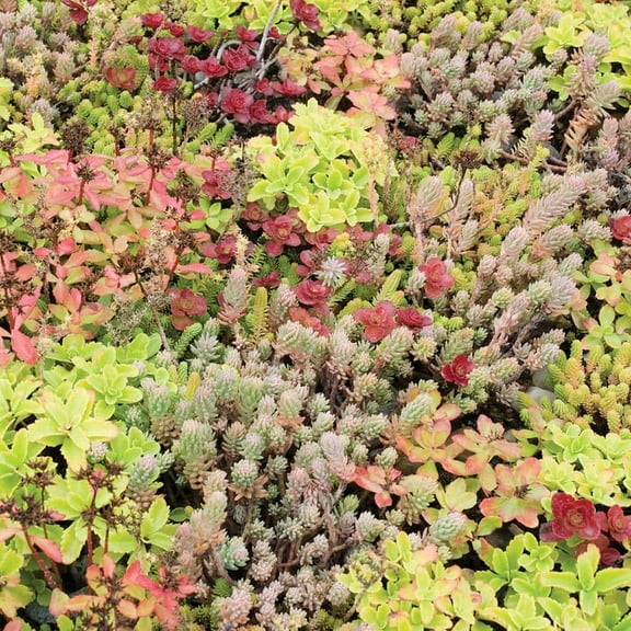 Assorted Sedum-Drought Tolerant Succulent-Ideal for Containers 4.5" Hanging Basket