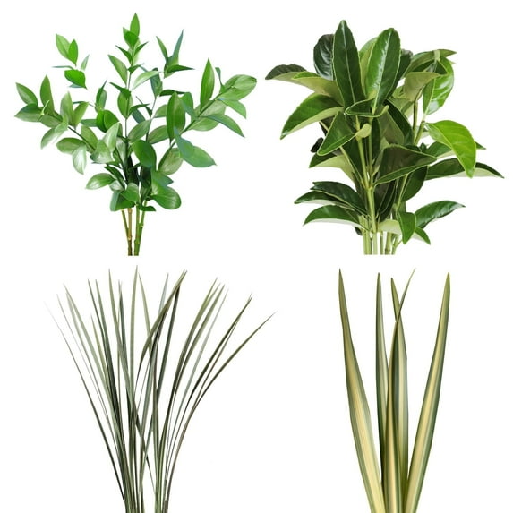 Assorted Variegated Flax, Variegated Lily Grass, Viburnium, Green Flax and Ruscus Combo Box - 40 Pack