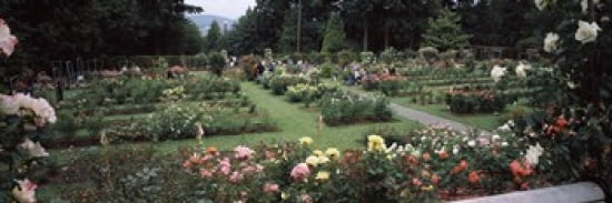 Assorted roses in a garden International Rose Test Garden Washington Park Portland Multnomah County Oregon USA Canvas Art - Panoramic Images (36 x 12)
