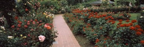 Assorted roses in a garden International Rose Test Garden Washington Park Portland Multnomah County Oregon USA Canvas Art - Panoramic Images (36 x 12)