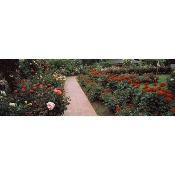 Assorted roses in a garden, International Rose Test Garden, Washington Park, Portland, Multnomah County, Oregon, USA Poster Print (18 x 6)