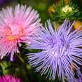thumbnail image 1 of Aster - Crego Giant Flower Seed Mix - 4 Oz: Approx 55,000 Seeds - Annual Flower Gardening Seeds - Callistephus chinensis, 1 of 2