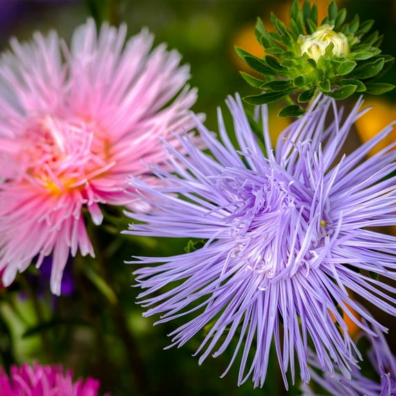 Aster - Crego Giant Flower Seed Mixture - 1 Oz: Approx 12,000 Seeds - Annual Flower Gardening Seeds - Callistephus chinensis