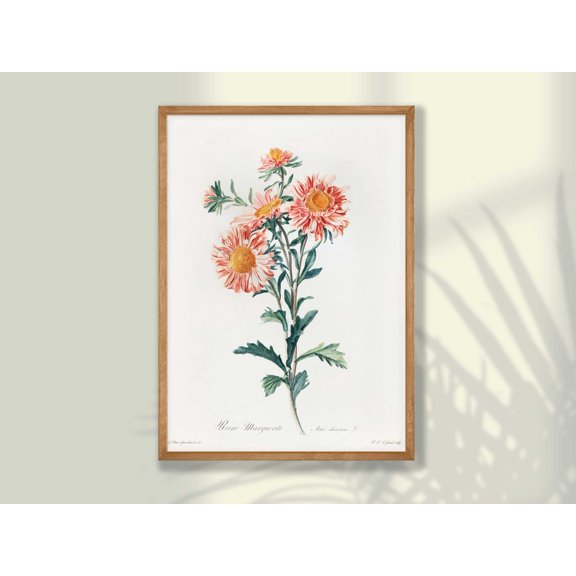 Aster Flower Botanical Wall Art Print, Vintage Farmhouse Floral Decor Unframed Paper Print