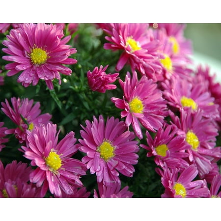 Aster Kickin® Carmine Red Fall Blooming Perennial - Hardy - Gallon Pot