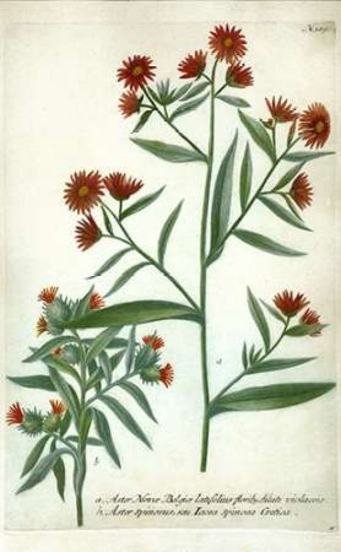Aster Plate 189 Canvas Art - Johann W Weinmann (12 x 18)