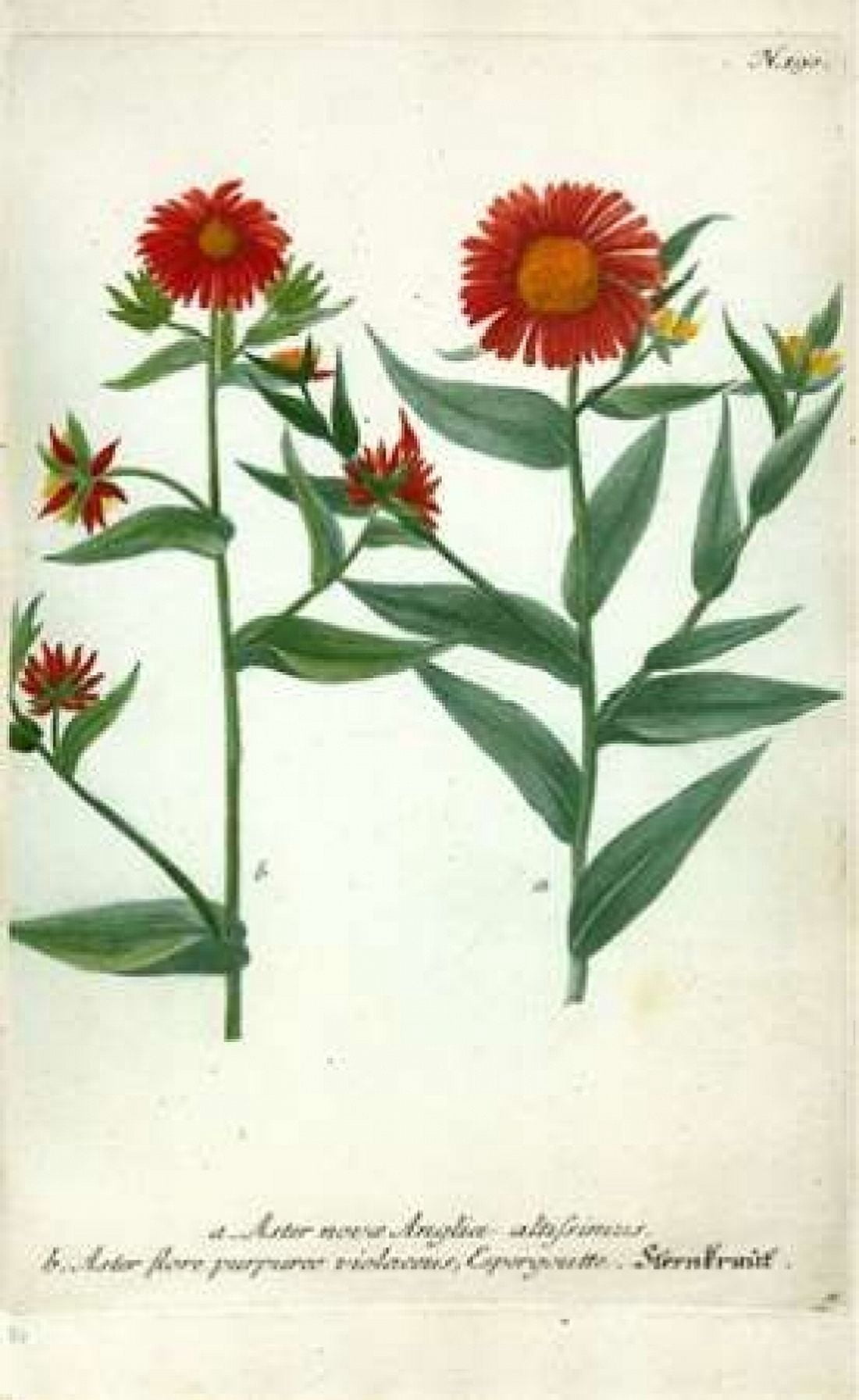 Aster Plate 190 Canvas Art - Johann W Weinmann (12 x 18)