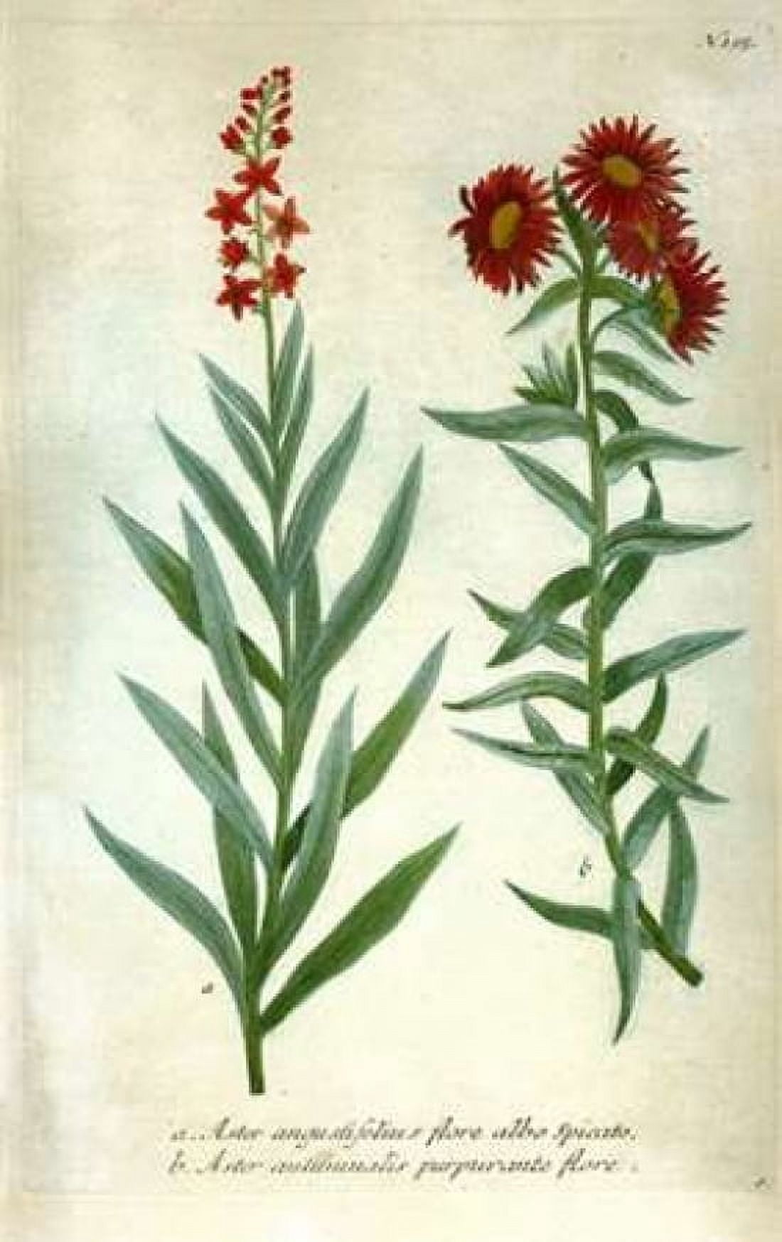 Aster Plate 195 Canvas Art - Johann W Weinmann (12 x 18)