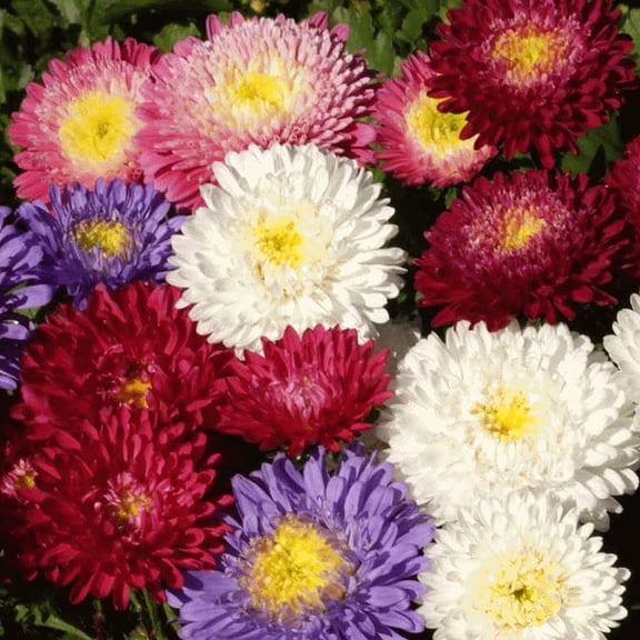 Aster - Powder Puff Mix, 100 Seeds - Beautiful Annual, Great Cut Flowers