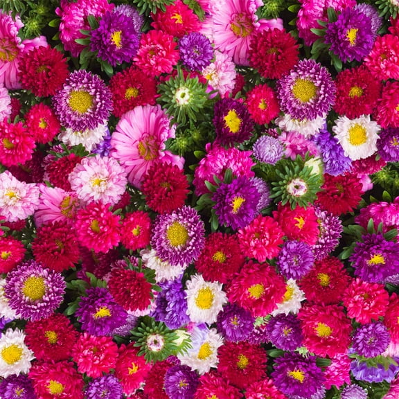 Aster - Powderpuff Flower Seed Mixture - 1 Oz: Approx 1200 Seeds - Annual Blooms Gardening Seeds - Callistephus chinensis