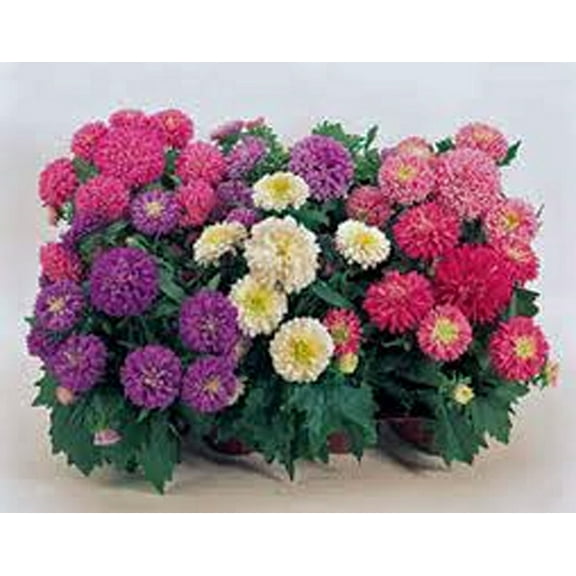 Aster, Rainbow, 200 Seeds Beautiful Vivid Bright Blooms