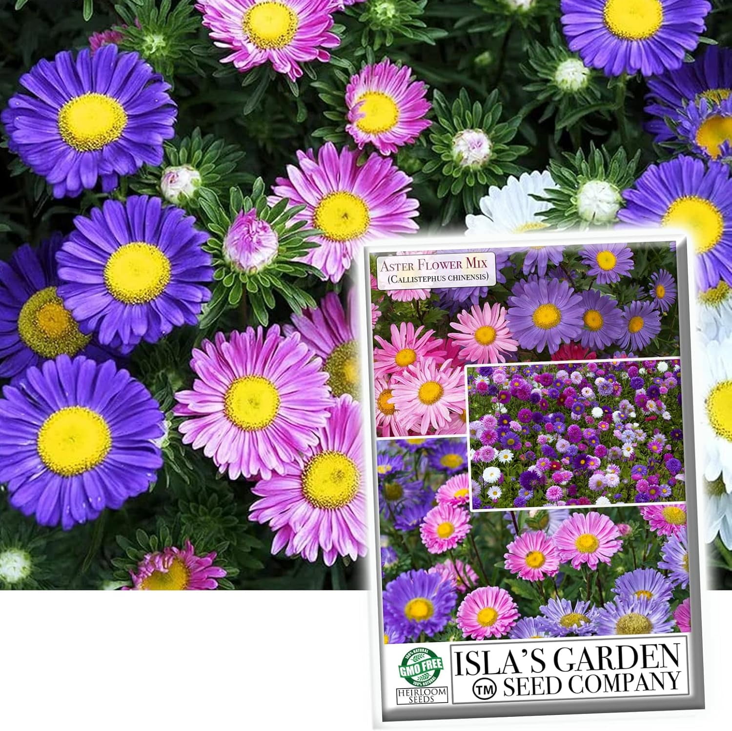 Aster Rainbow Mix Flower Seeds for Planting, 300+ Seeds Per Packet Non GMO Seeds, Botanical Name Callisteephus chinensis, Great Home Garden Gift