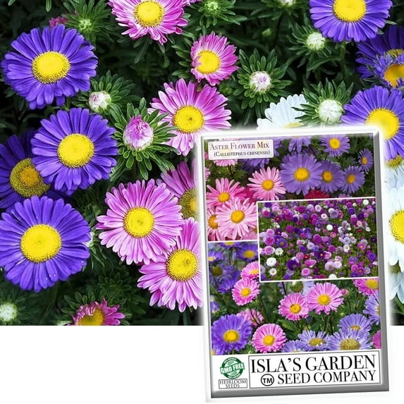 Aster Rainbow Mix Flower Seeds for Planting, 300+ Seeds Per Packet Non GMO Seeds, Botanical Name Callisteephus chinensis, Great Home Garden Gift