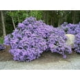 thumbnail image 1 of Aster 'Raydon's Favorite' -Hardy Perennial- Live Starter Plant, 1 of 3