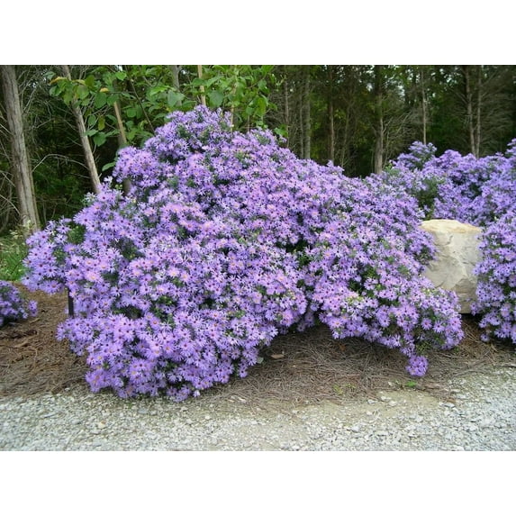 Aster 'Raydon's Favorite' -Hardy Perennial- Live Starter Plant