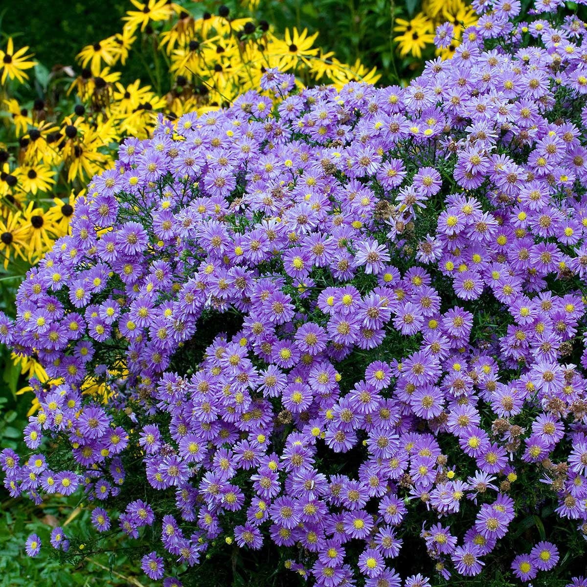 2Pcs Canna Bulbs Purple Canna Lily Flower Bulbs Beautiful Flower