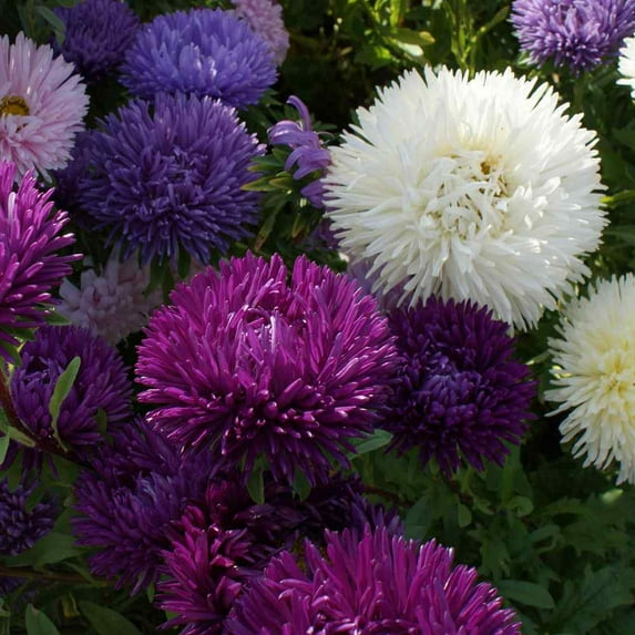 Aster Seed - Aster Callistephus Gremlin Flower Seed Mix - 2000 Seeds