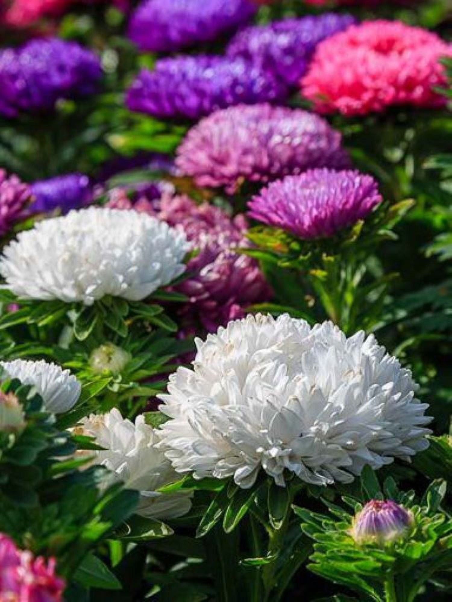 Aster Seed, Powder Puff Mix, 100 Seeds Beautiful Vivid Bright Anuual