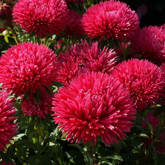 Aster Seeds - Aster Callistephus Red Flower Seeds - 2000 Seeds