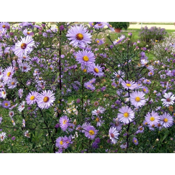 Aster laevisSmooth AsterAttracts pollinators 1 Gallon