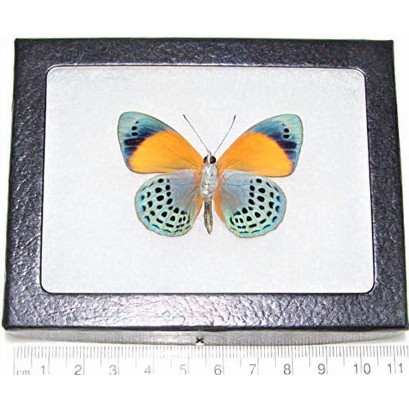 Asterope markii davisi Blue Green Yellow Butterfly Verso Peru Framed Real