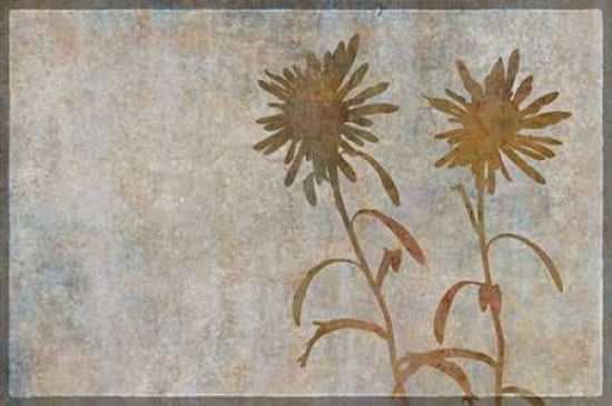Asters Shadow Play Canvas Art - Cora Niele (24 x 36)