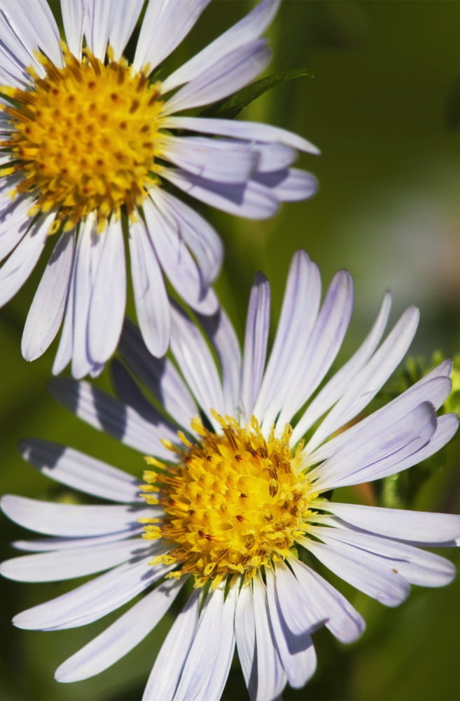 Asters provide autumn colour in a garden Astoria Oregon United States of America Canvas Art - Robert L Potts Design Pics (24 x 38)