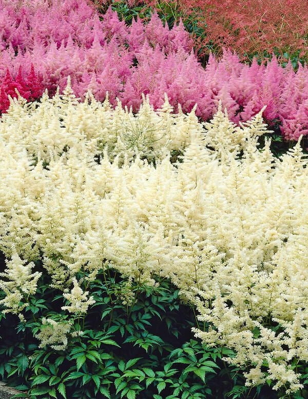 astilbe-gladstone-25-bare-root-plants-walmart