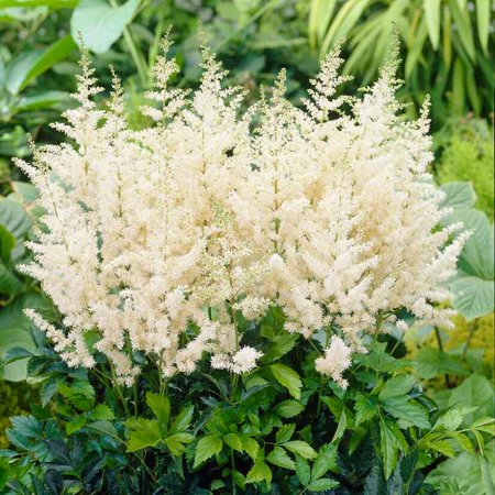 Eden Brothers Astilbe Roots - Diamant