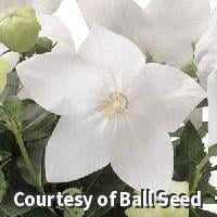 Astra White Balloon Flower - 1 Gallon Perennial