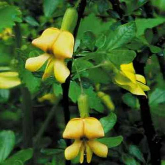 Astragalus Seeds - Milk Vetch Herb Seed - 200 Seeds