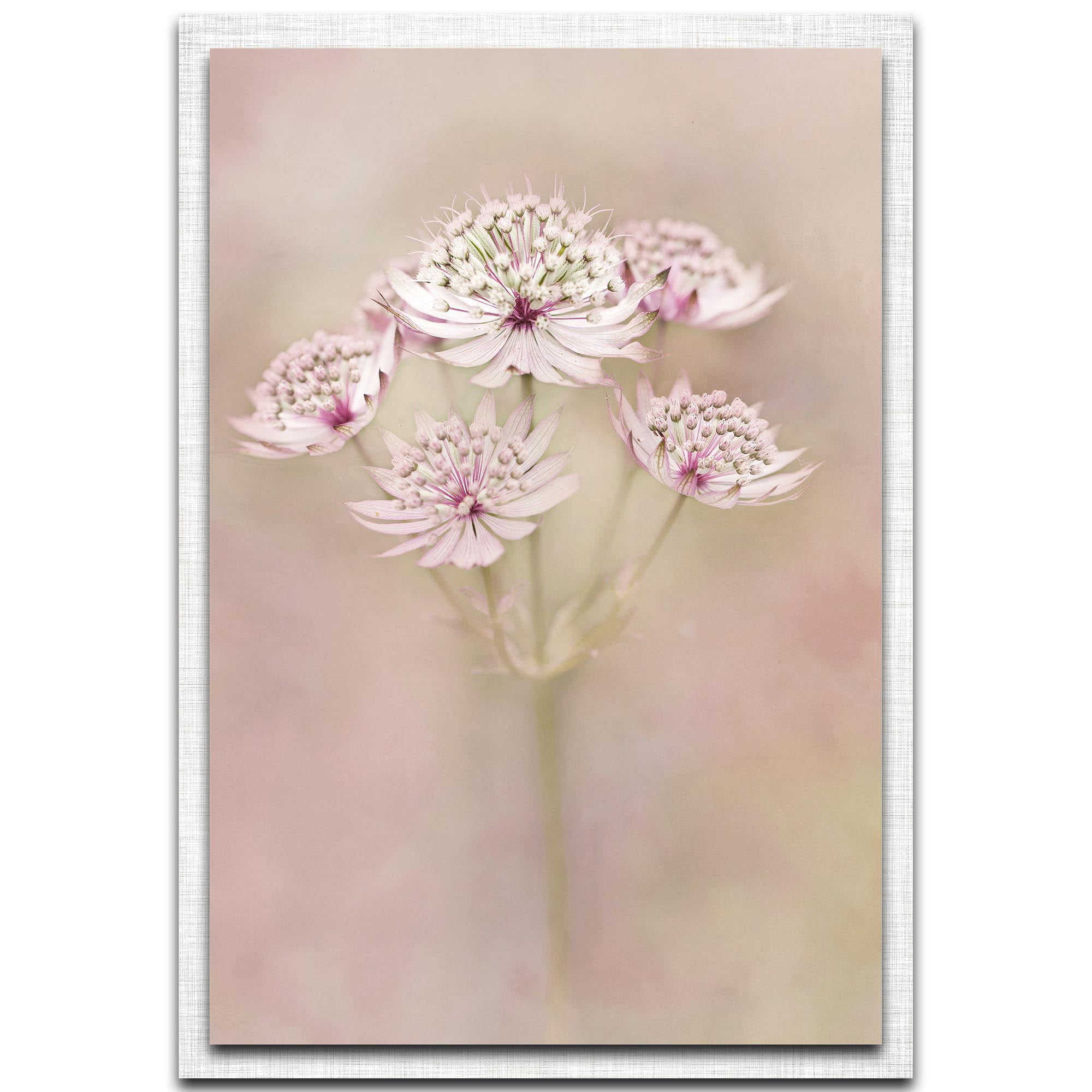 Astrantia Parchment Frame