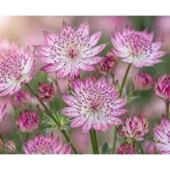 Astrantia Star of Beauty Roots to Grow Great Masterwort - Elegant Perennial with Unique Starry Blooms - Soft Pink Starburst Perennial Flowers Shade Tolerant Garden Plant (2 Roots)