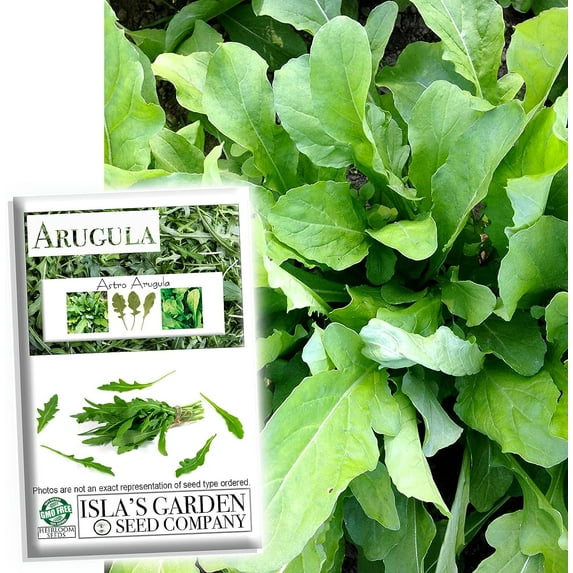 Astro Arugula Lettuce Seeds for Planting, 1000+ Heirloom Seeds Per Packet Non GMO Seeds, Botanical Name Eruca vesicaria ssp. sativa, Great Home Garden Gift