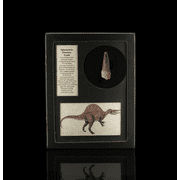 Astro West Spinosaurus Tooth Fossil Collector Box, 3/4"H