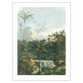thumbnail image 1 of Astrocaryum Jauari Palm Tree - Barra de Rio Negro Brazil - Vintage Botanical Illustration by Carl Friedrich Philipp von Martius c.1820s - Bamboo Fine Art 290gsm Paper Print (Unframed) 18x24in, 1 of 4