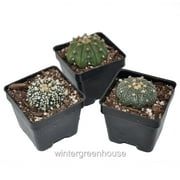 Astrophytum Asterias, 3 Plants, Sand Dollar Cactus, Sea Urchin Cactus - Pot Size: 3" (2.6x2.6") - Colorful Foliage, Plants