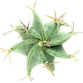 thumbnail image 1 of Astrophytum Ornatum Star Cactus - 2 inch + Clay Pot, 1 of 2