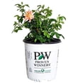 thumbnail image 1 of At Last® Rose, 1 of 8